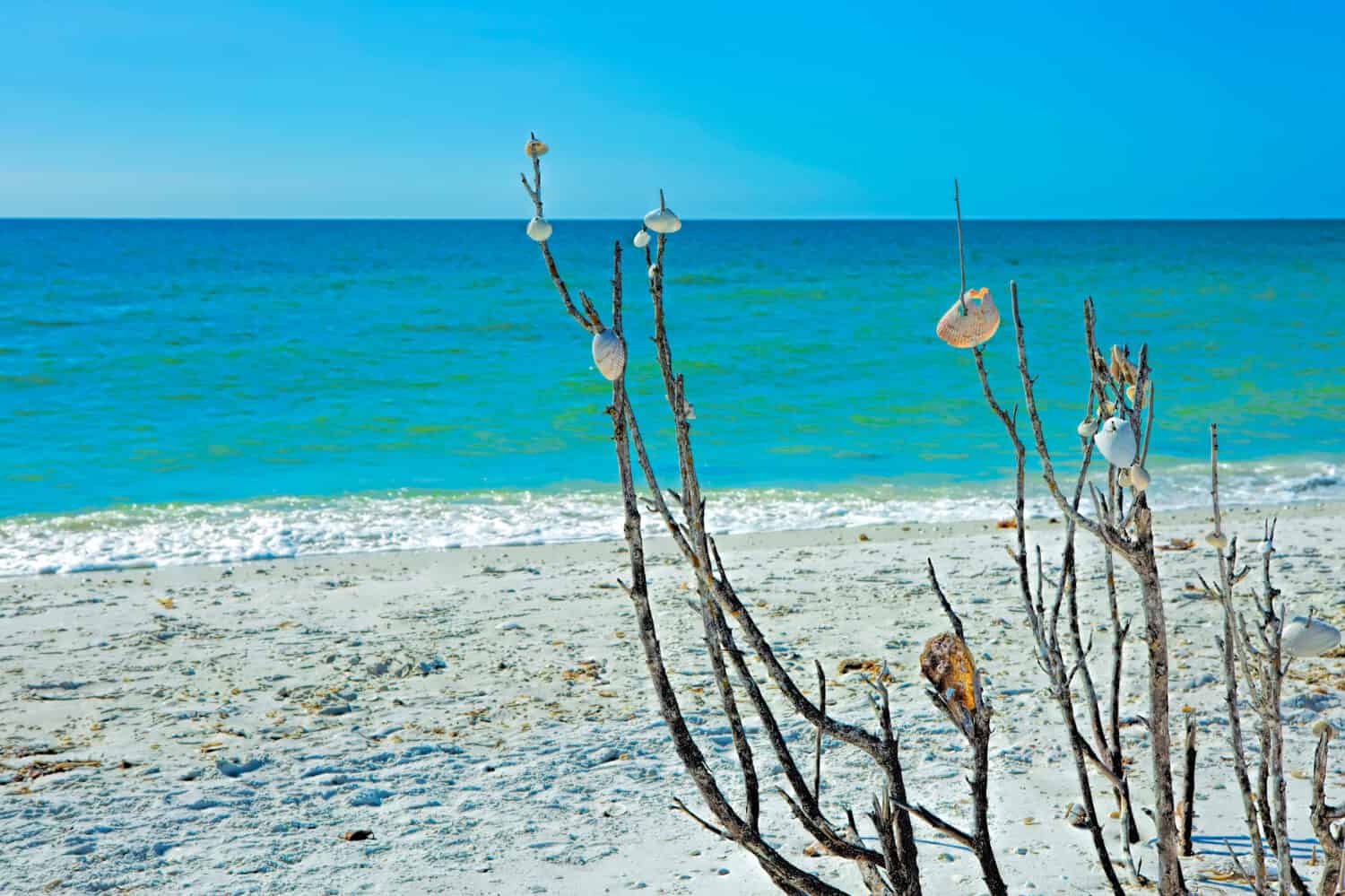 Seashell tree at Tigertail beach