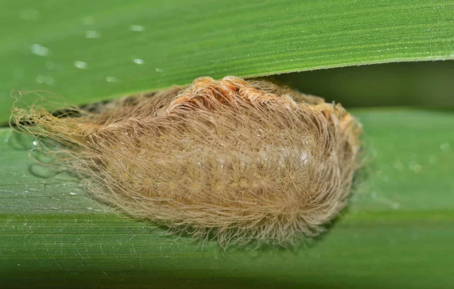 Flannel moth caterpillar, aka Texas asp.