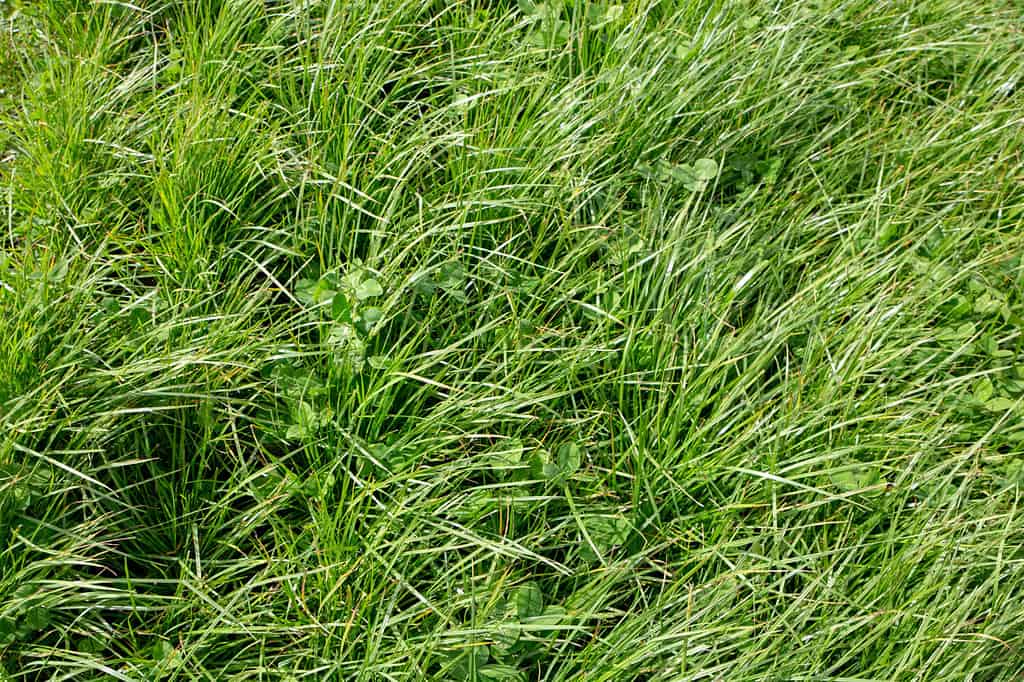 Perennial ryegrass and large leafed white clover grown by farmers for pasture, hay and stock feed in New Zealand