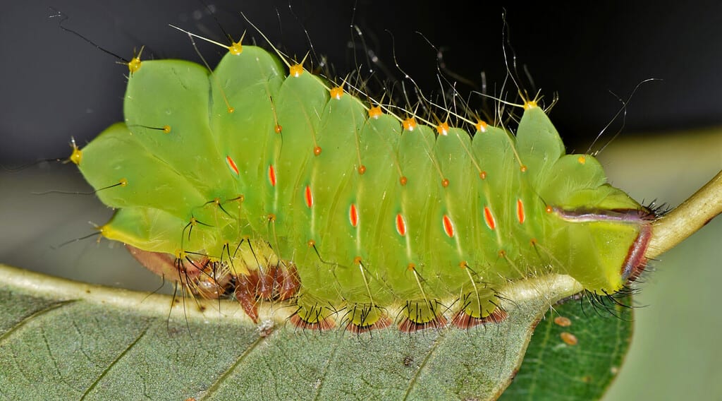 A young Polyphemus caterpillar (Antheraea polyphemus) on the back of an Oak leaf. This one is in an early instar stage and has a lot of growing to do before becoming a beautiful moth.