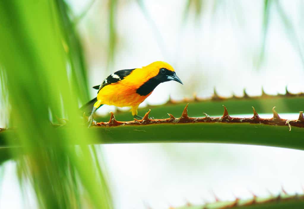 Orange Oriole