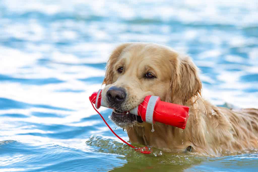 Golden Retriever is swimming with his little red lighthouse.