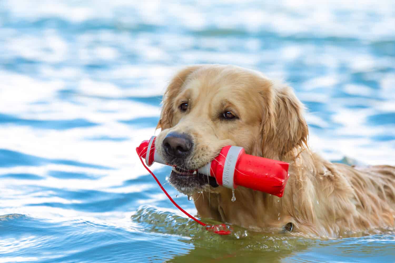 Golden Retriever is swimming with his little red lighthouse.