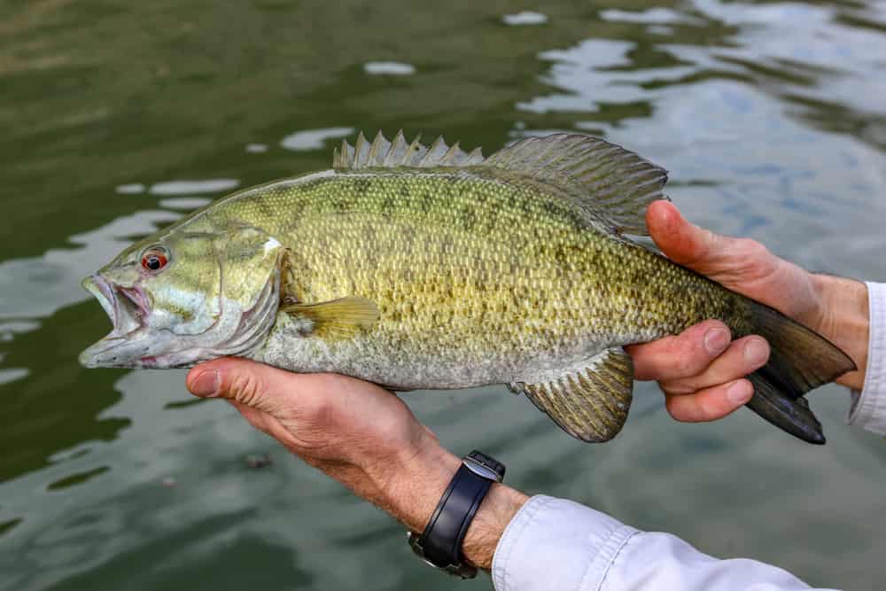 Smallmouth bass caught and released in the Snake River, Idaho