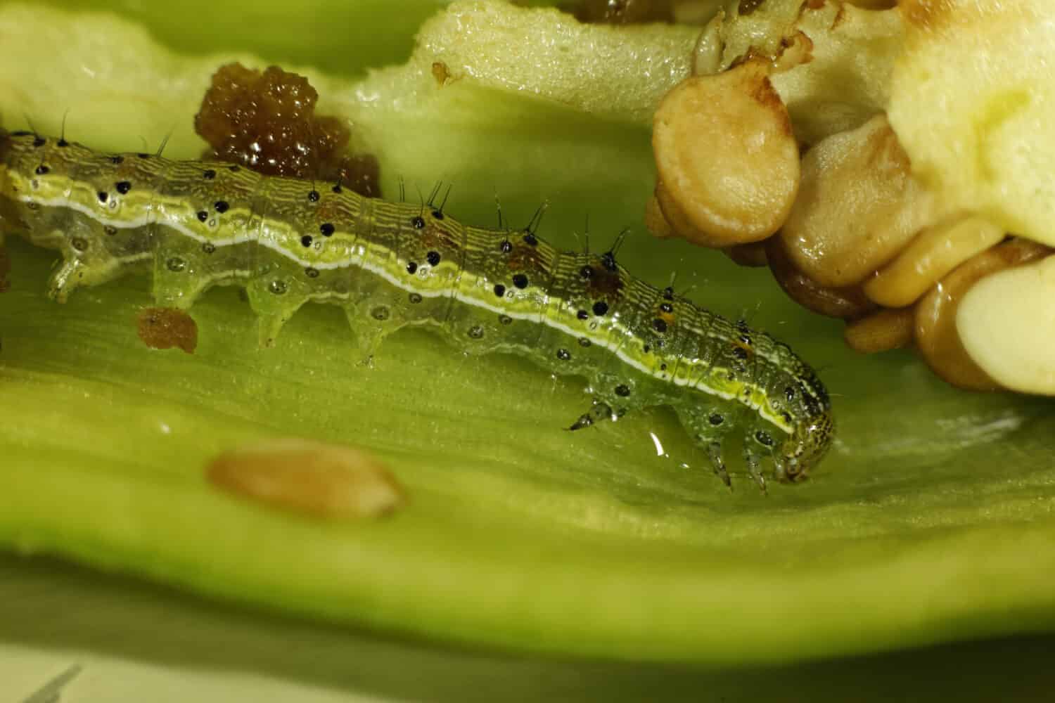 Genista Groom Moth - Uresiphita Reversalis. Green caterpillar in a green pepper and Pepper seeds in high magnification.