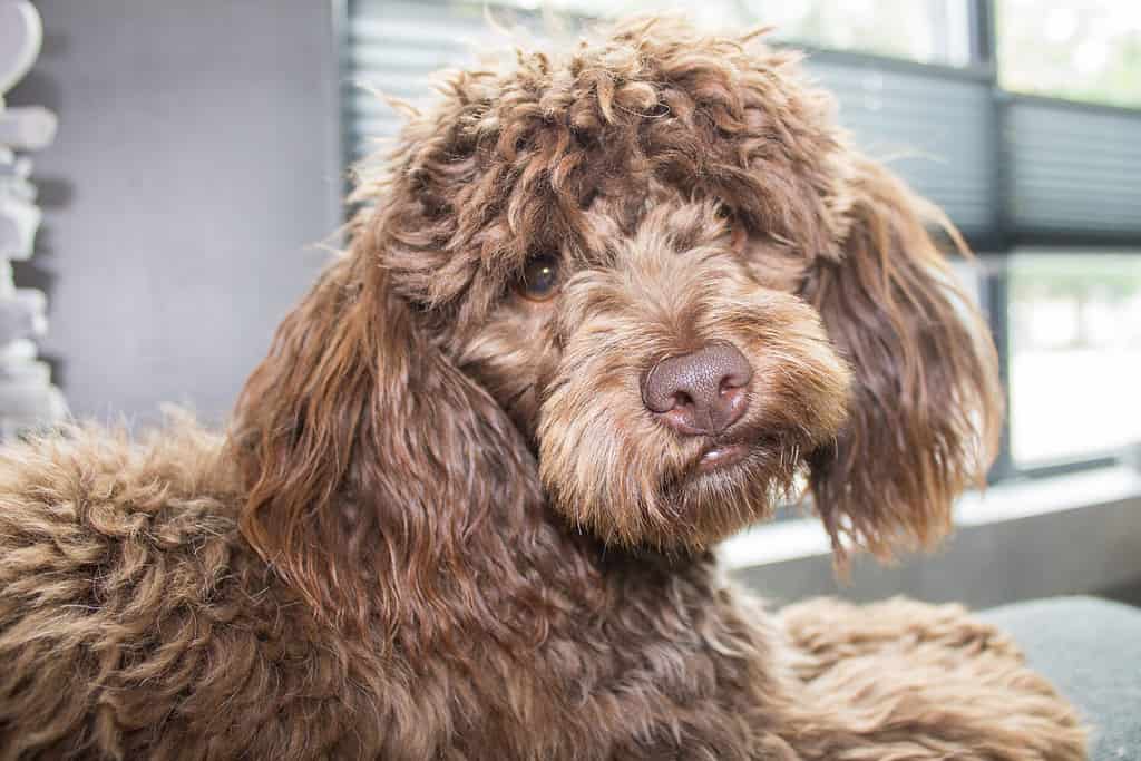 A Maltipoo is one that was bred from a Maltese and a Poodle. This dog is a combination of two recognized breeds This maltipoo is called Imara, its a choclat color stuborn nice dog