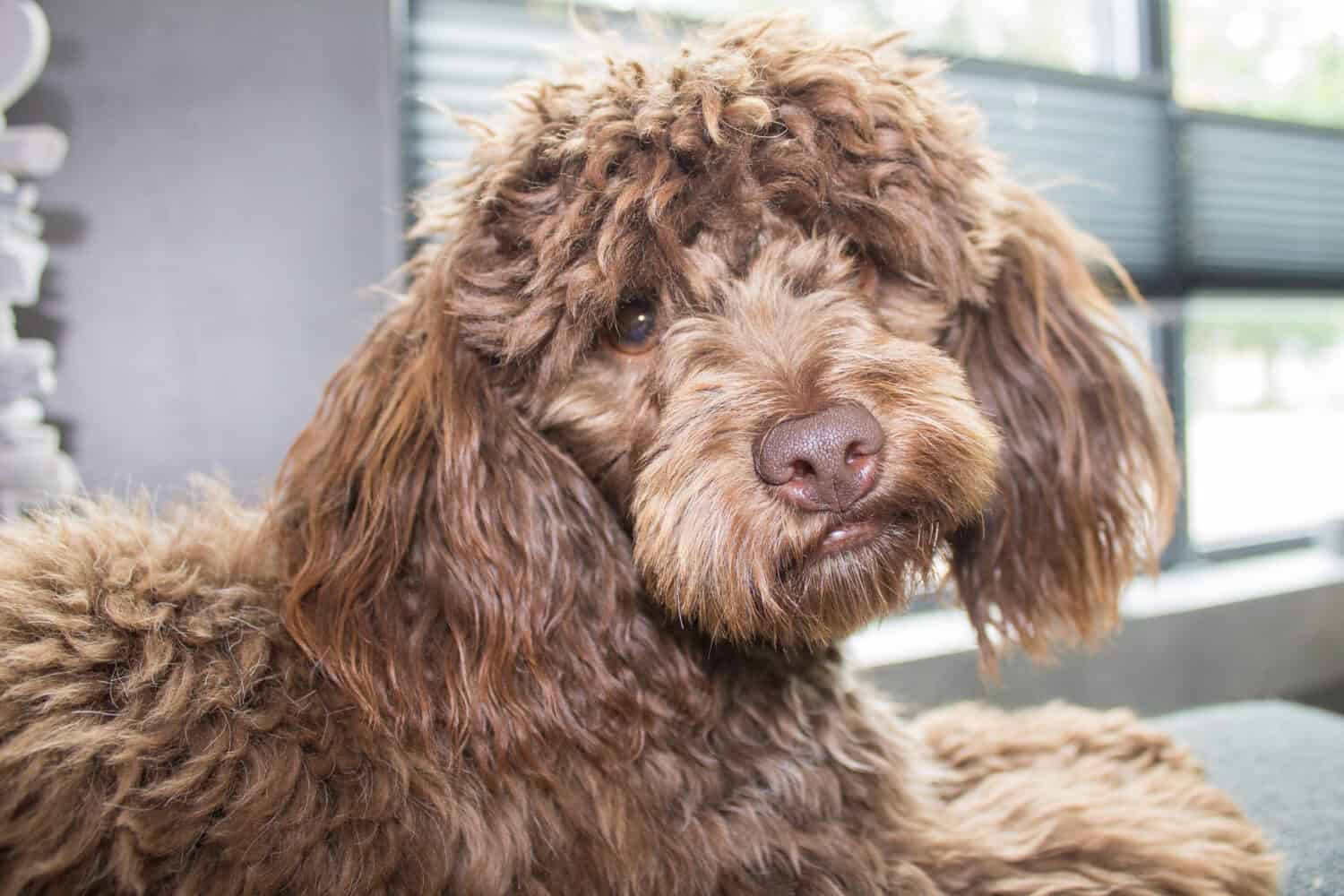 The café au lait coloring is very rare in both poodles and Maltipoos.