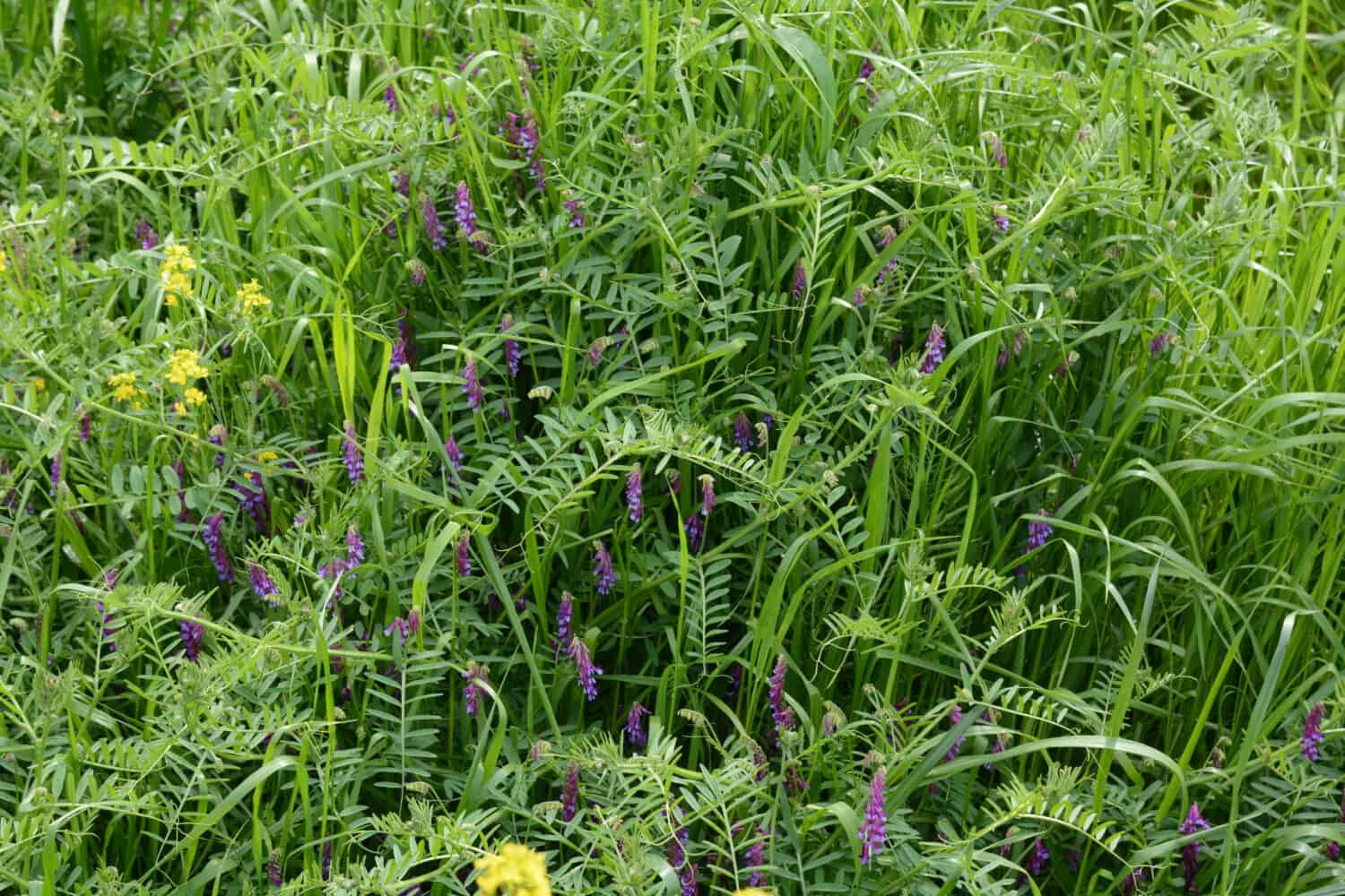 Hairy vetch (Vicia villosa)is a good cover crop for watermelon gardens.