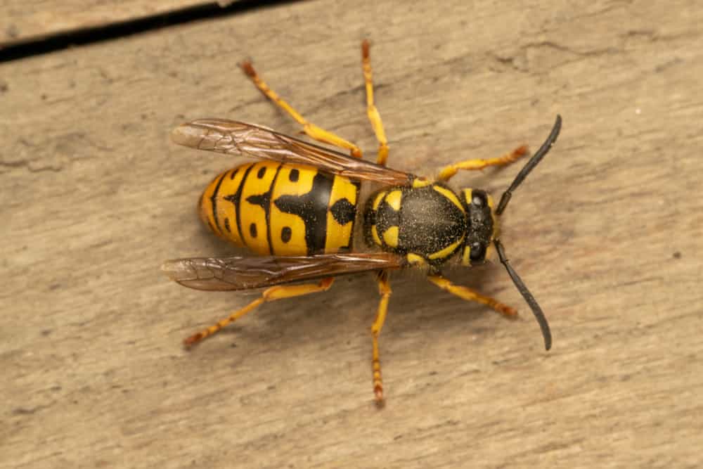 German yellowjacket, European wasp or German wasp (lat. Vespula germanica), on a wooden board