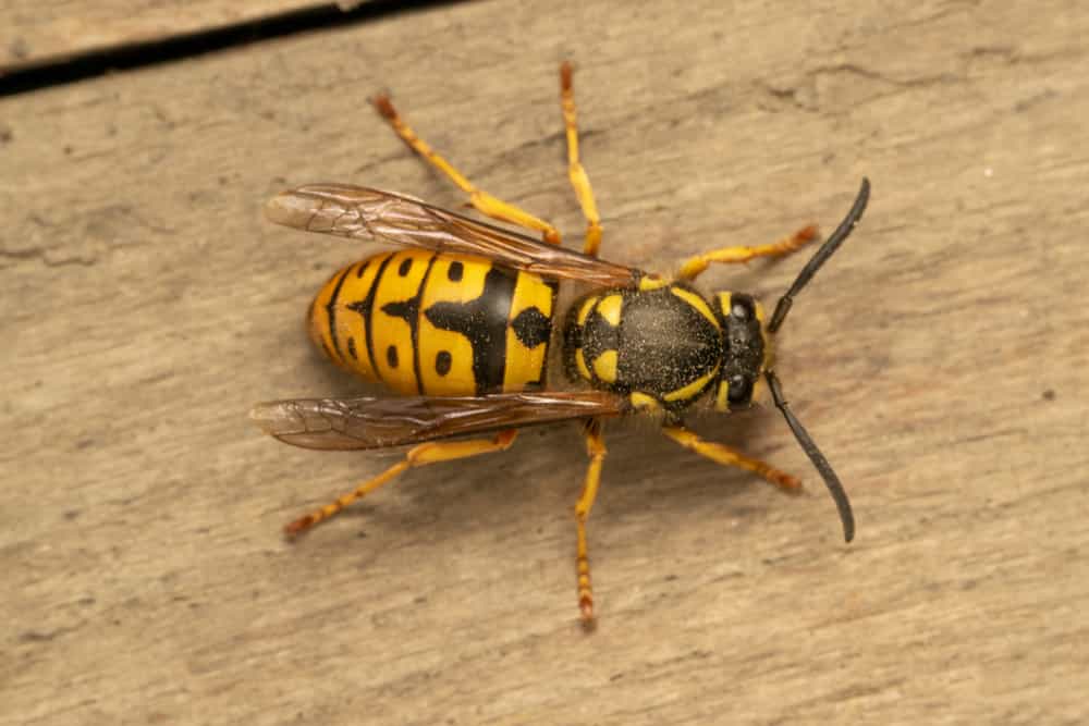 German yellowjacket, European wasp or German wasp (lat. Vespula  germanica), on a wooden board