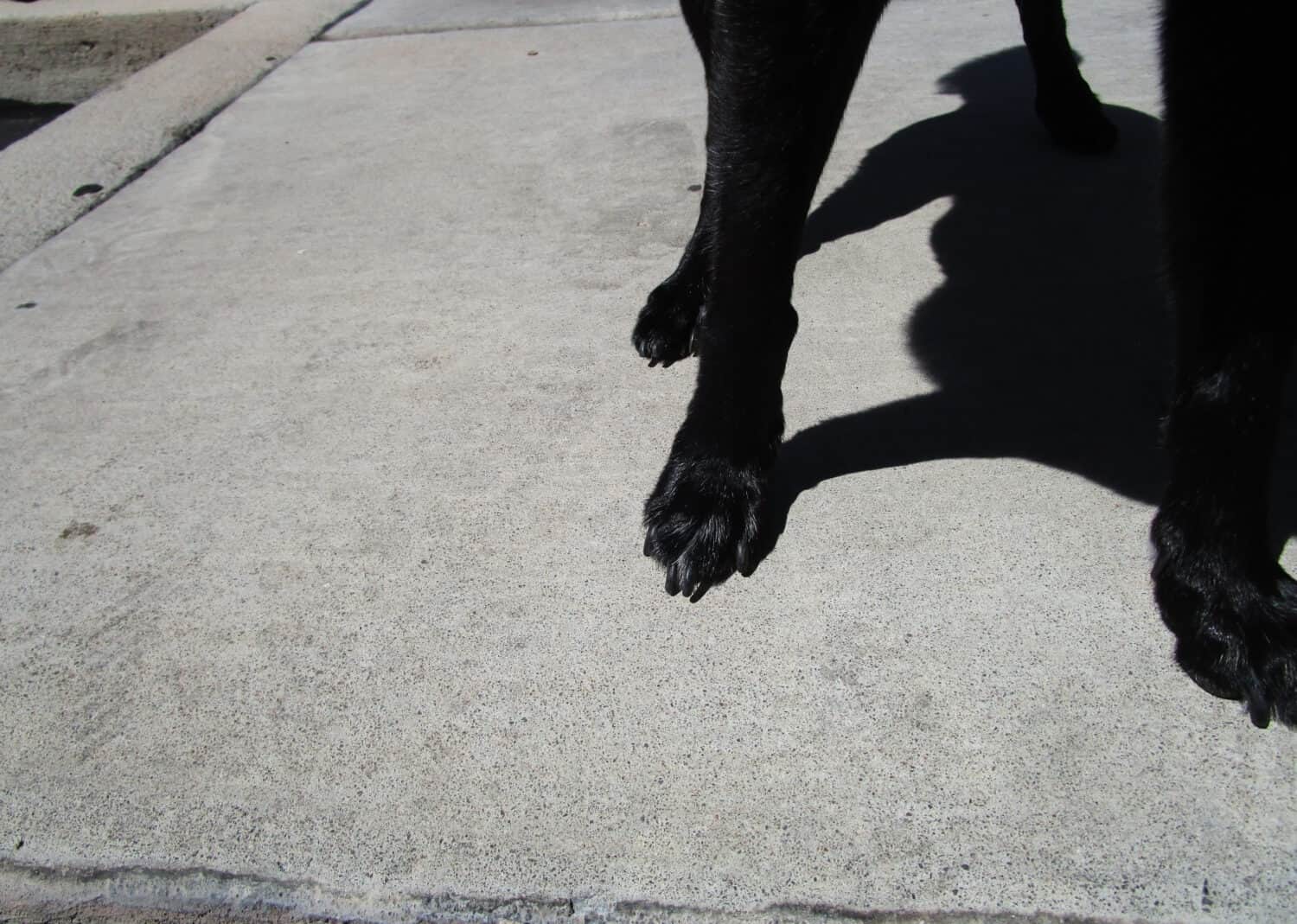 Walking black dog on hot asphalt on summer day