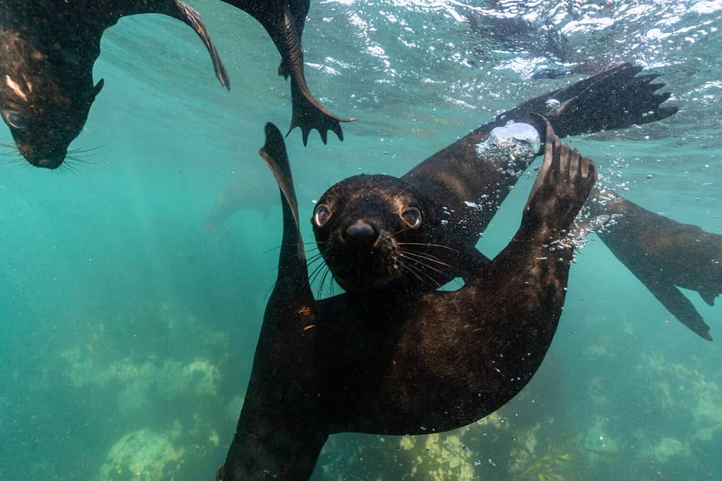 cape fur seal cub playing around underwater