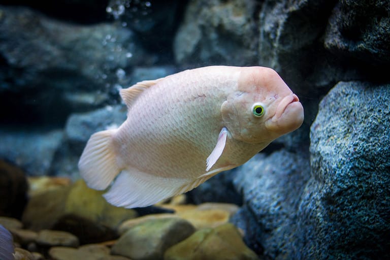 Curated visual reference: Picture Idea: The 15 Best Tank Mates For Flowerhorns