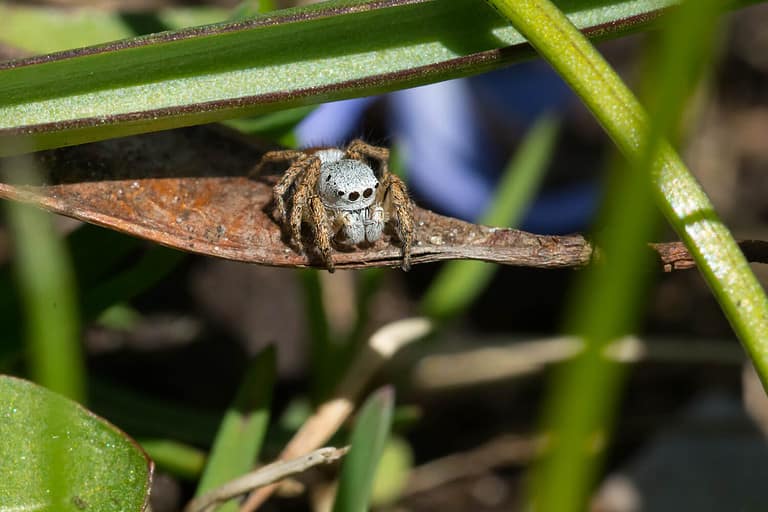 A Paradise Jumping Spider is momentarily resting on a dead leaf in the grass. Rosetta McClain Gardens, Toronto, Ontario, Canada.