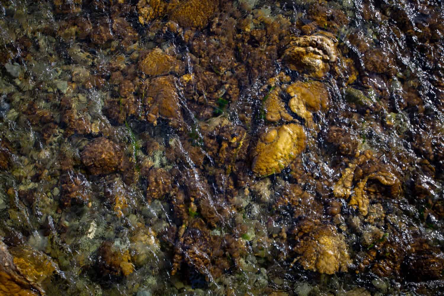 Didymo or rock snot is an algae that spreads and forms thick mats along river beds, disturbing the habitat of native fish and insect life