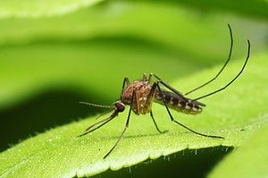 20 Natural and Effective Ways to Get Rid of Mosquitoes Picture