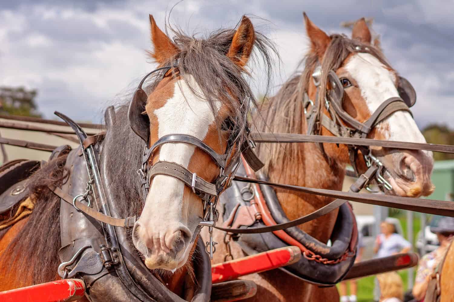 Working draught horses in harness in a festival street parade