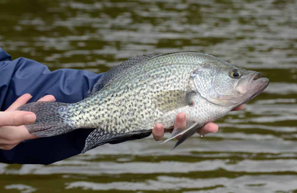 Crappie fish being caught in the lake.