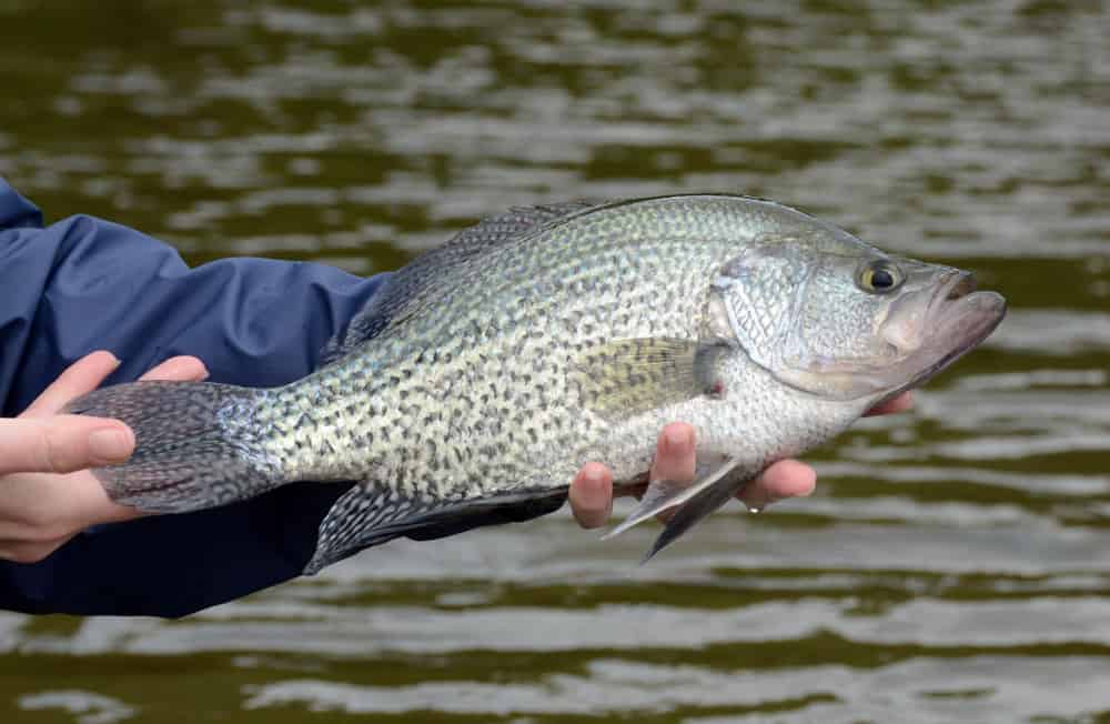 A large black crappie fish being held horizontally in bare hands against a brown water background on a cloudy day