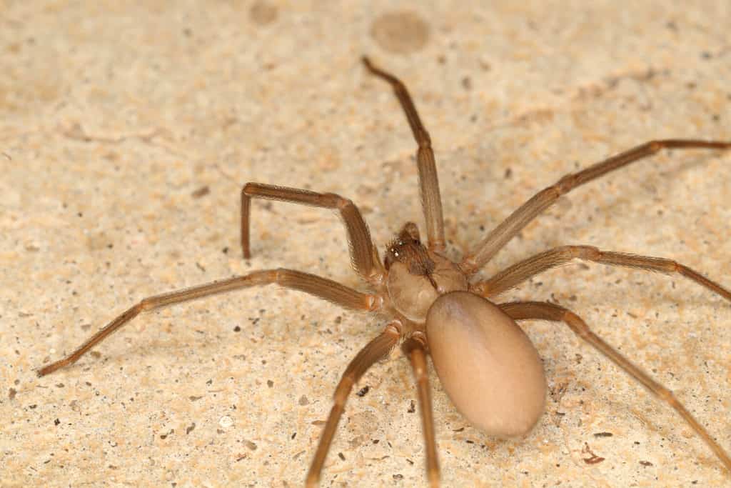 Brown recluse spider/ violin spider. Loxosceles reclusa