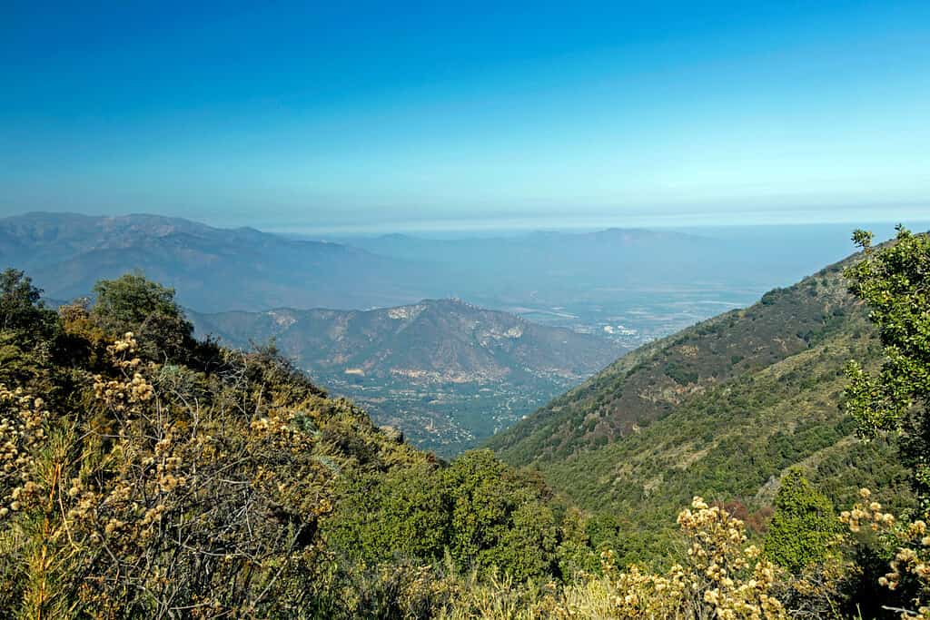 Mountain view of Andes and Aconcagua with green trees forest from Cerro la Campana, coastal mountain of Valparaiso, on clear day in La Campana National park in central Chile, South America