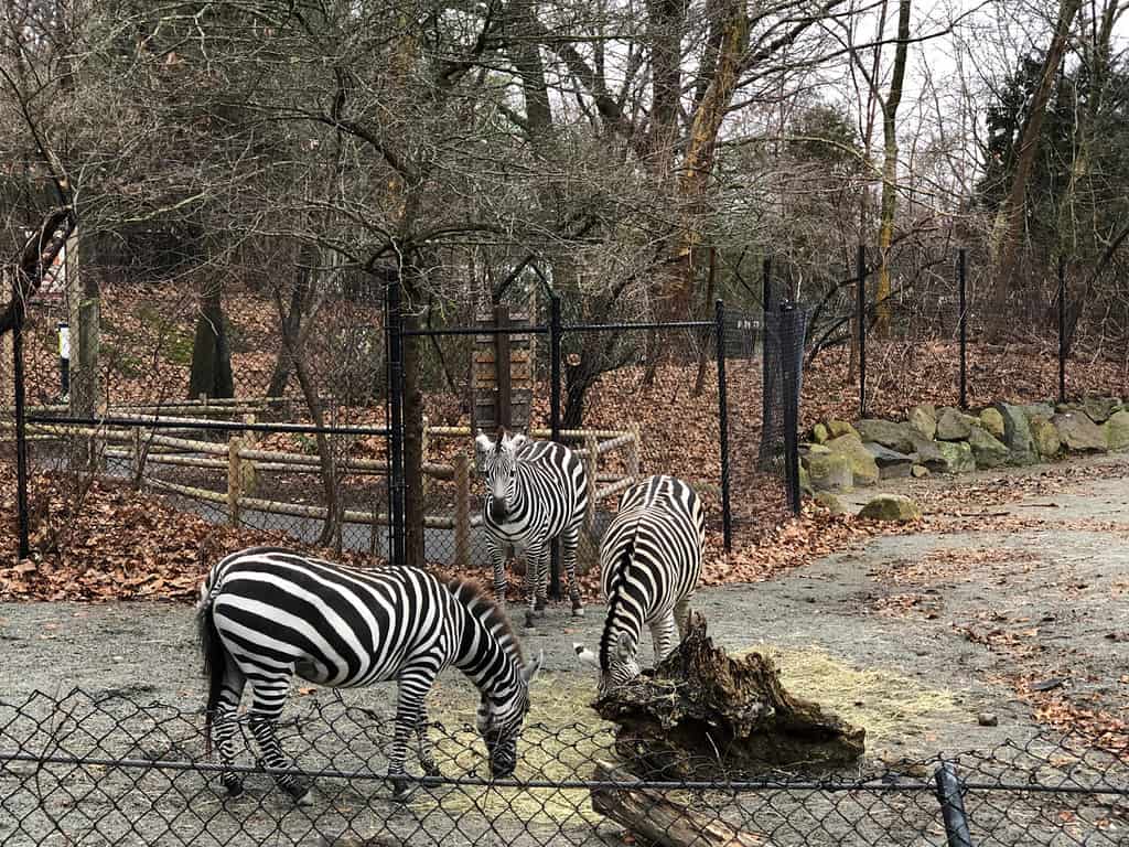 Three zebras at a zoo in Providence, Rhode Island