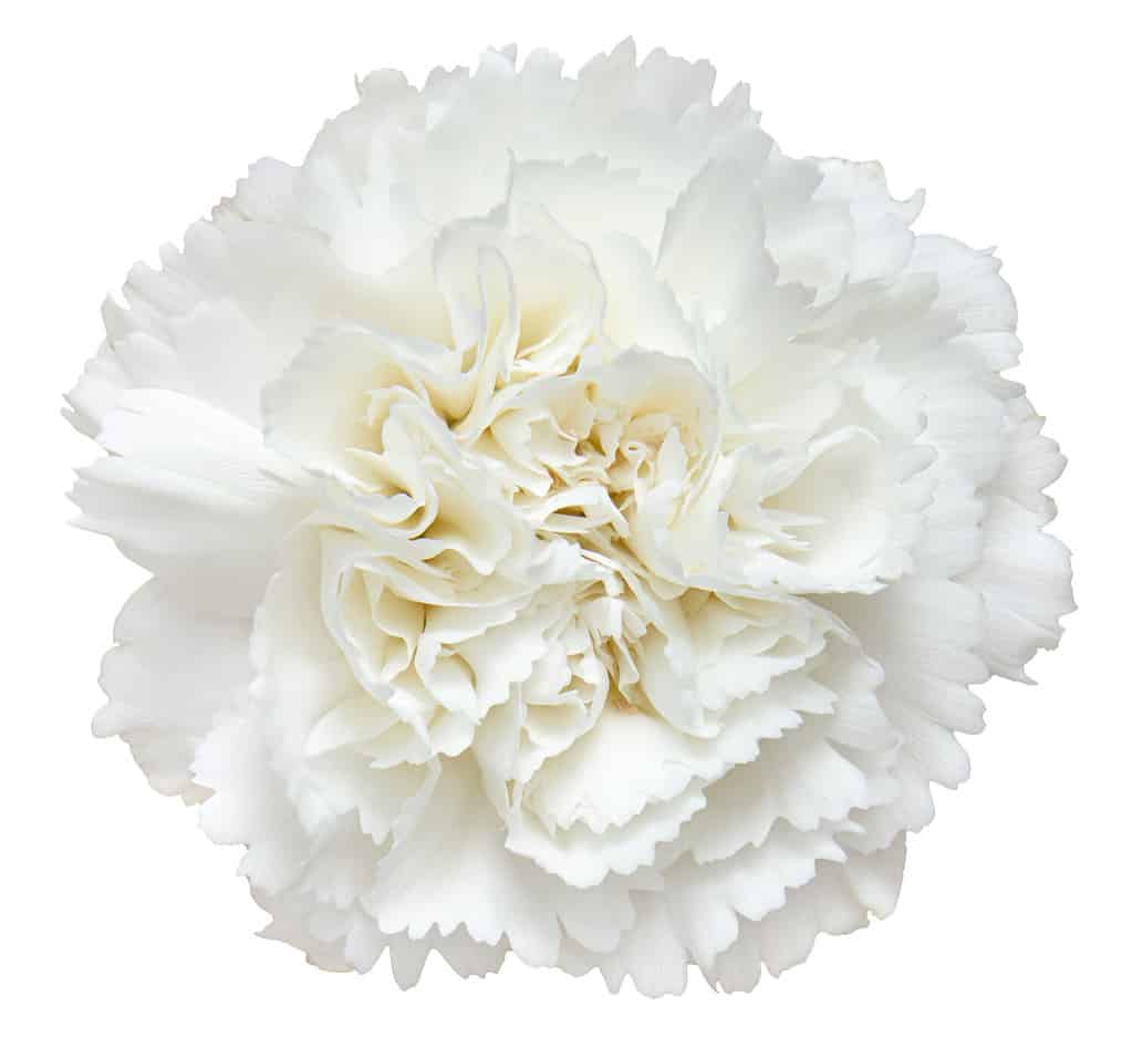 White Carnation Meaning, Symbolism, and Proper Occasions AZ Animals