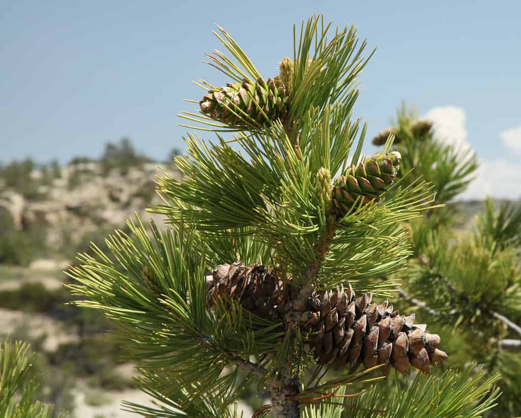 Old and new Limber Pine (Pinus flexilis) cones in Weatherman Draw, Montana