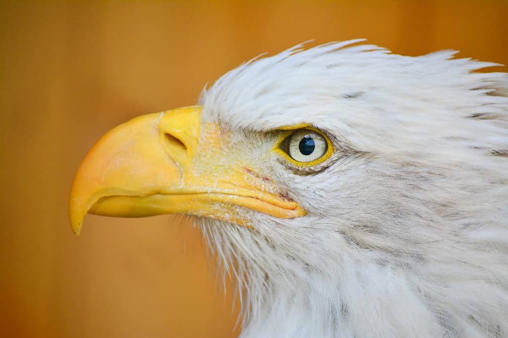 Bald Eagle white and black bird. His beak is yellow.