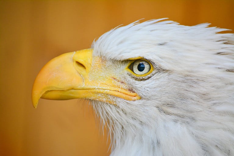 Discover Just How High Eagles Can Soar - A-Z Animals