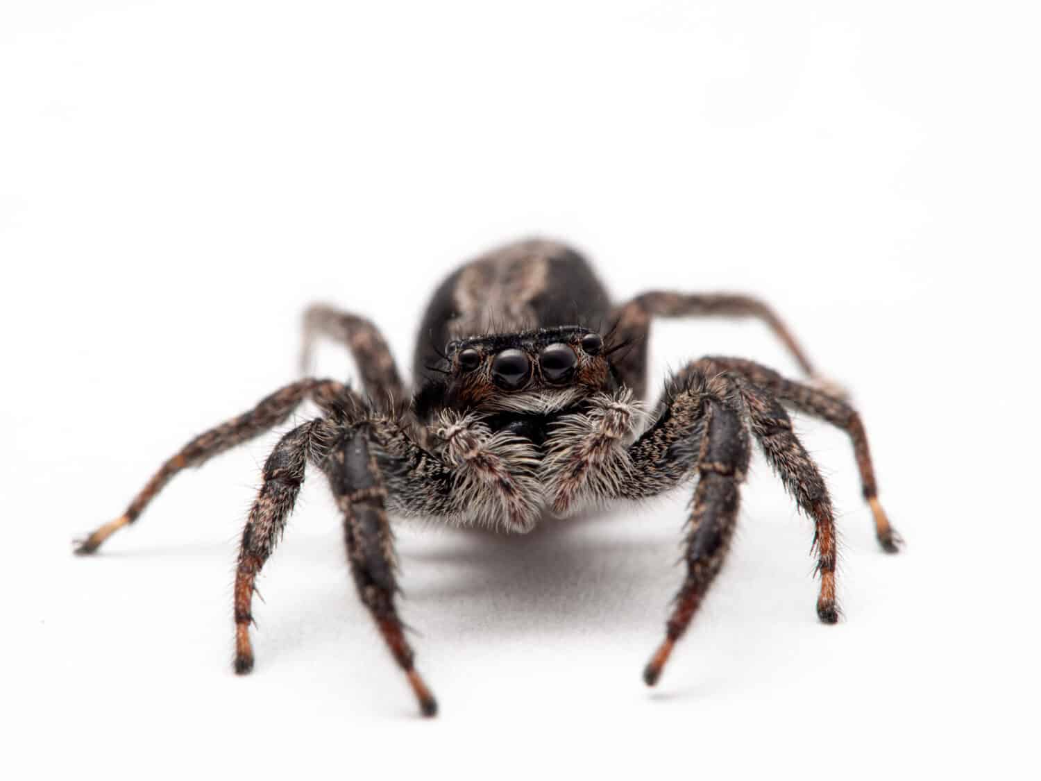 Female Platycryptus californicus jumping spider, on white background, looking up at the camera. This species is distributed throughout the western USA and Canada.