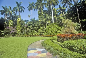 20 Great Shade Plants for Florida Yards Picture