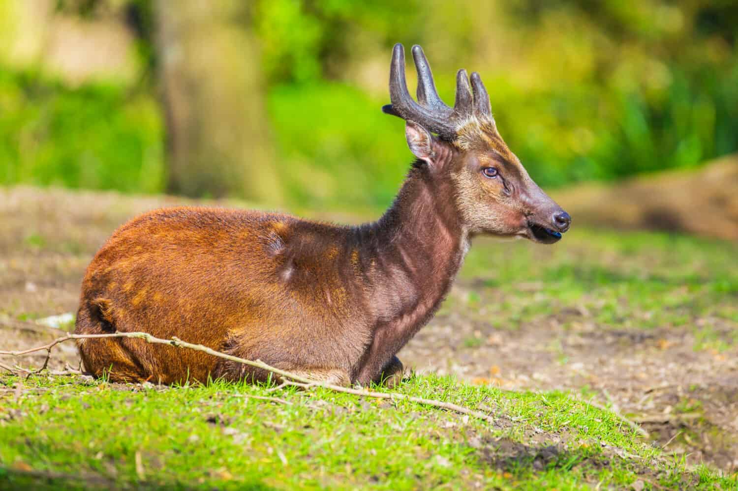 Visayan spotted deer (Rusa alfredi), also known as the Philippine spotted deer or Prince Alfred's deer