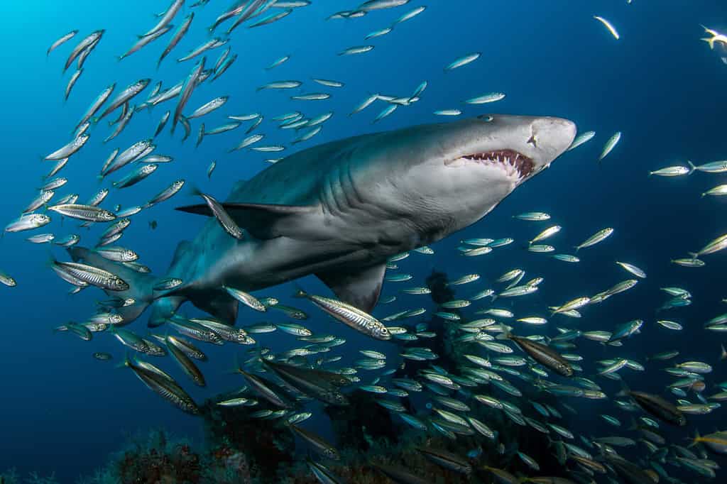 Sand Tiger alias Ragged-Tooth Shark