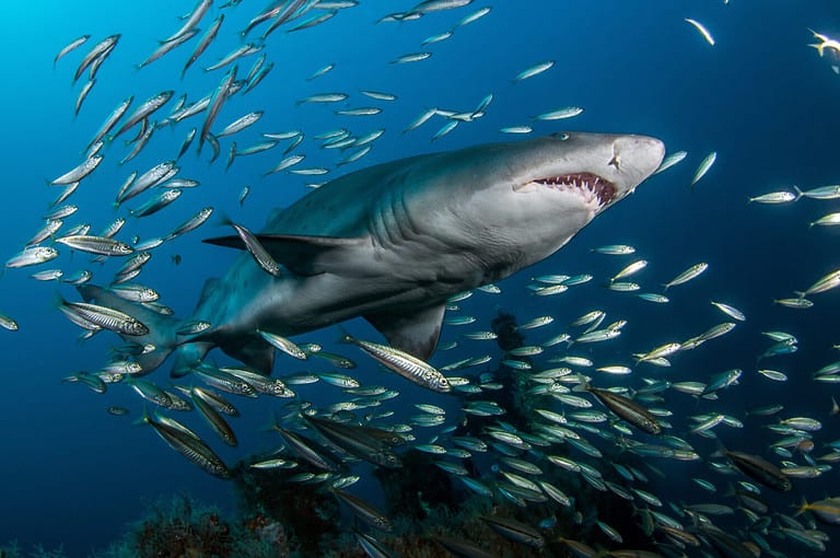 Sand Tiger Shark Facts: What to Know - A-Z Animals