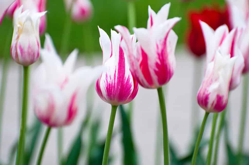 Beautiful flowers as floral natural backdrop.