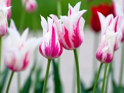 A 15 Amazing Flowers That Symbolize Beauty