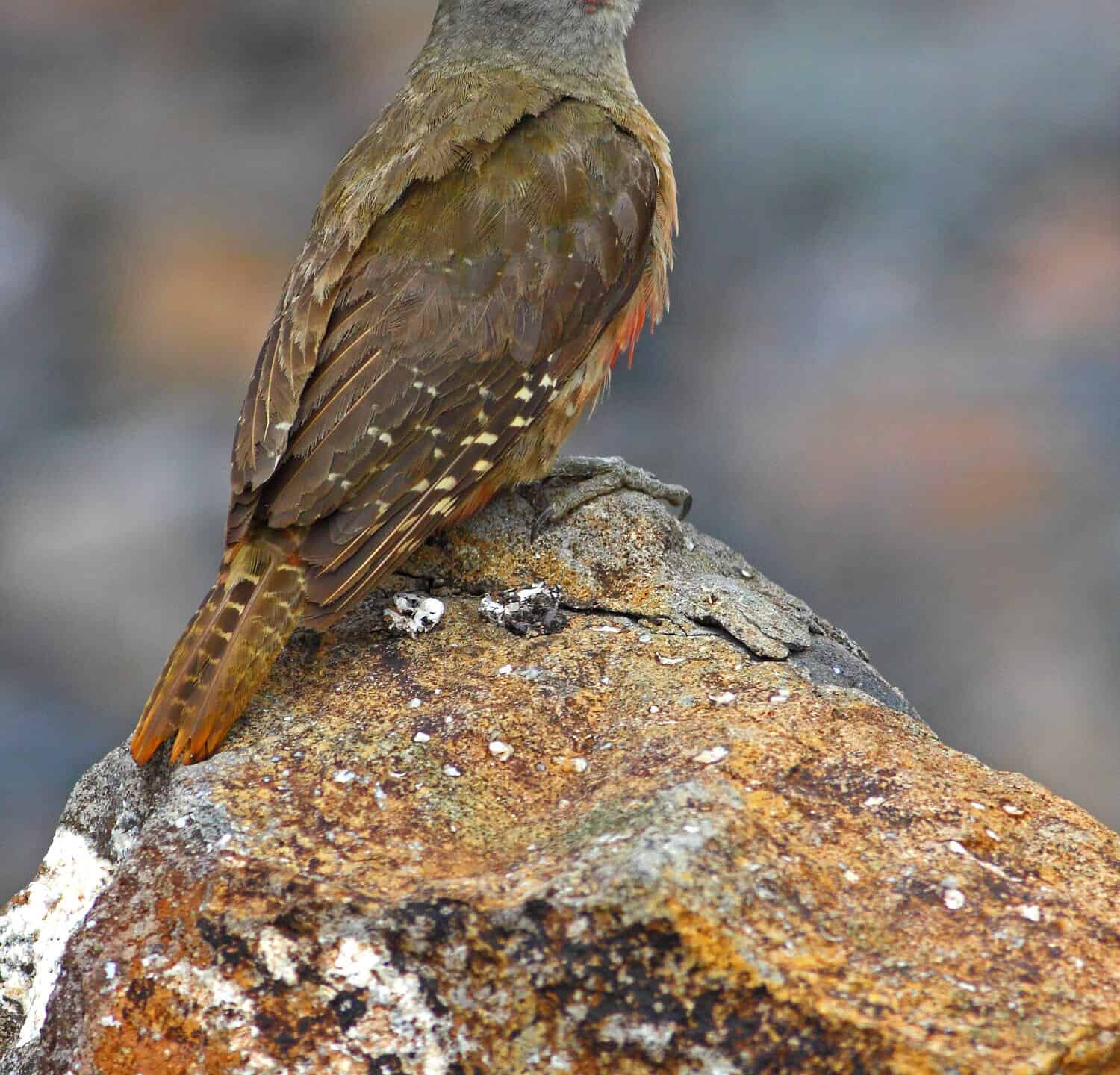 An endemic ground woodpecker (Geocolaptes olivaceus) is watching on a rock in the Drakensberg mountains, South Africa