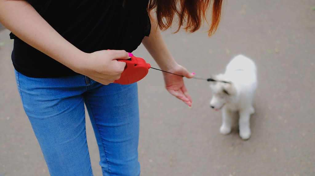 Young girl is walking with her dog on a retractable leash on asphalt sidewalk. Little white puppy Husky 2 months old in summer park