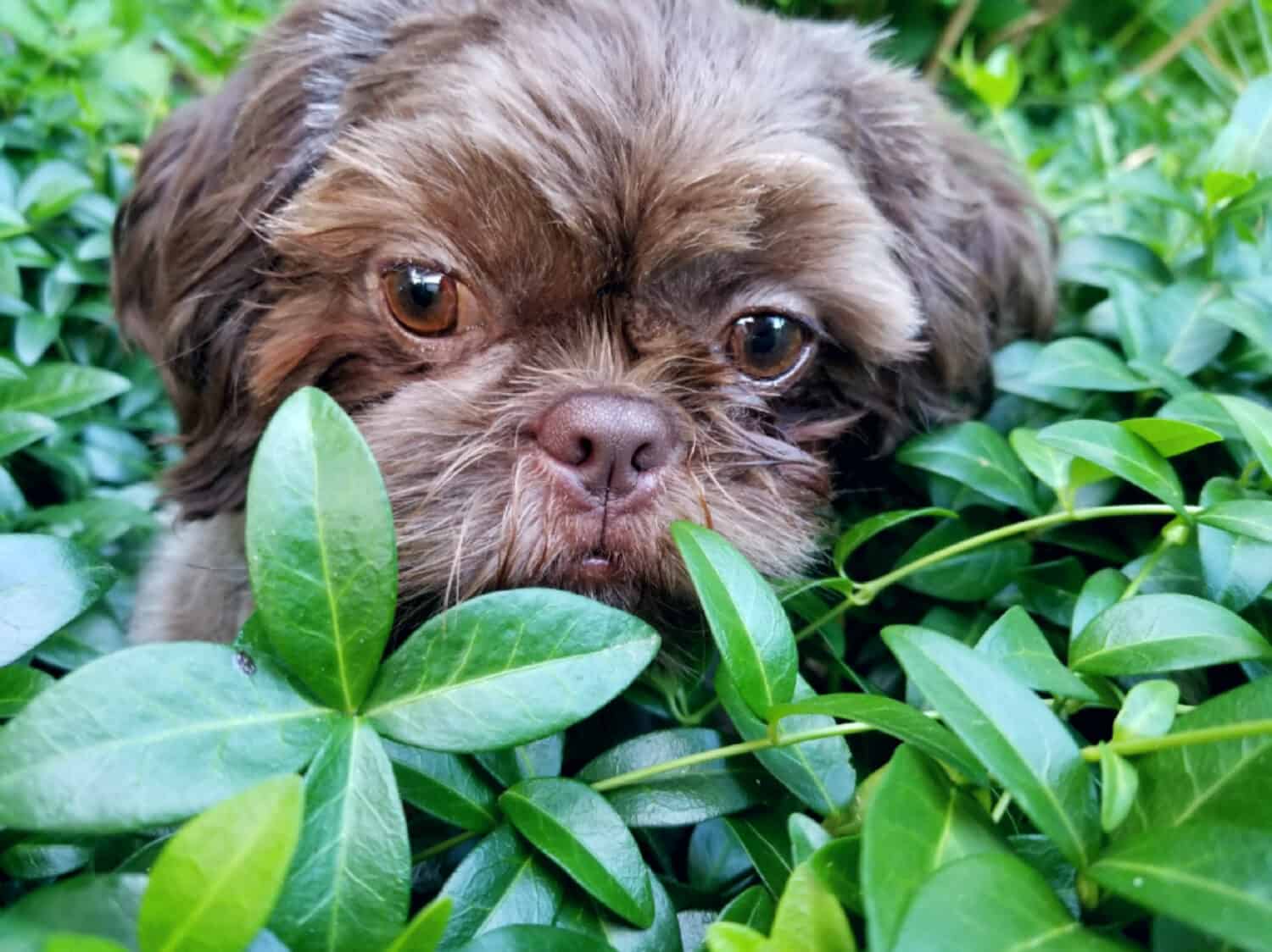 brown dog outside in bushes