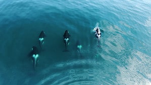 Drone Spying on Orcas Captures Their Hunting Routine Picture
