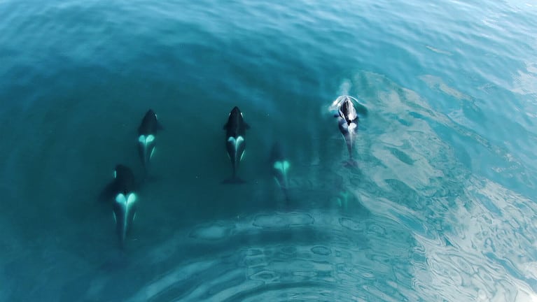 Wild Orcas Whales pod in open water in blue ocean