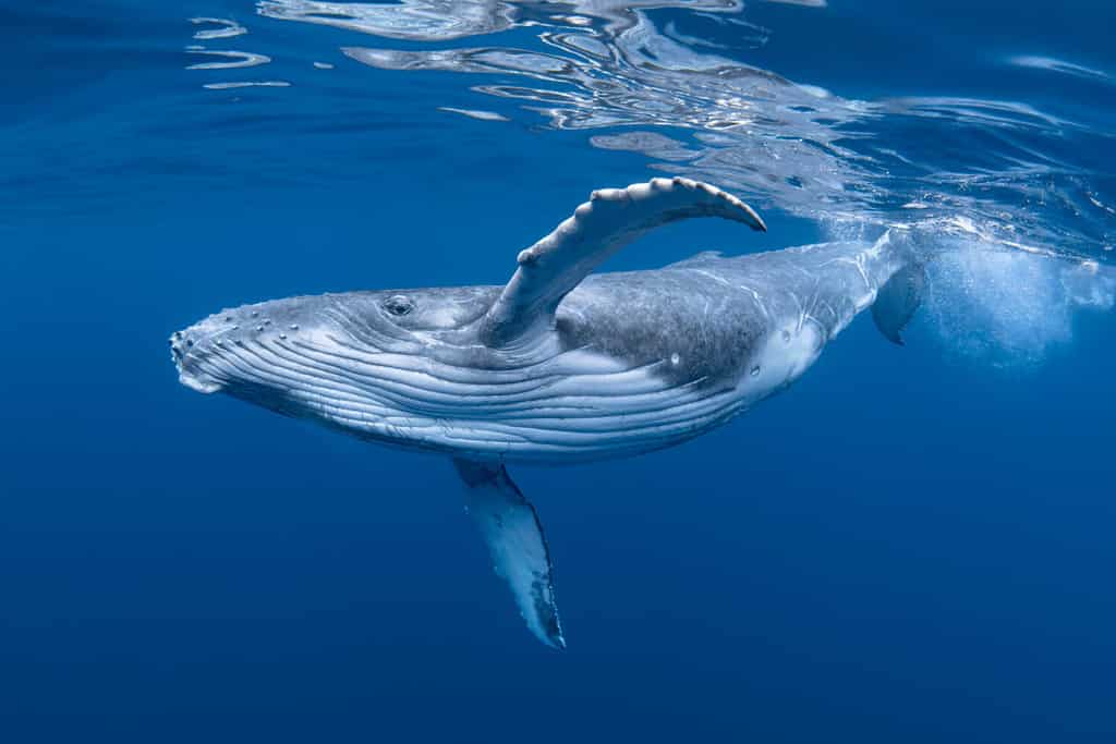 A Baby Humpback Whale Plays Near the Surface in Blue Water