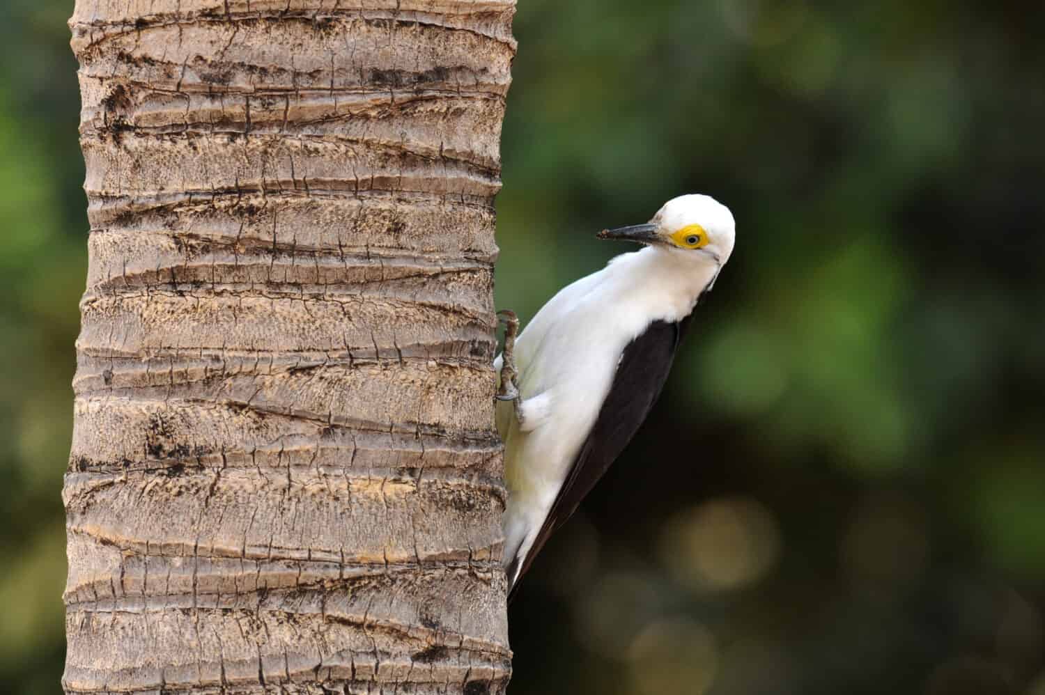 White Woodpecker clinging to bark of a tree in the Pantanal in Brazil.