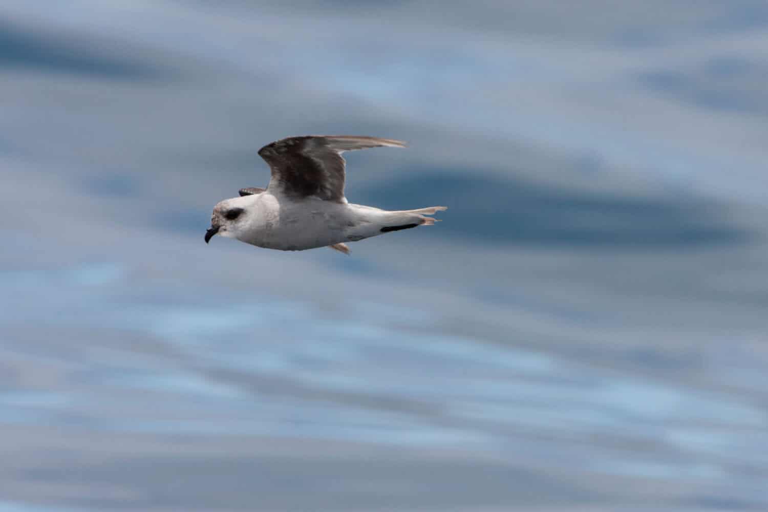 Parelgrijs Stormvogeltje in de vlucht; Fork-tailed Storm-petrel in flight