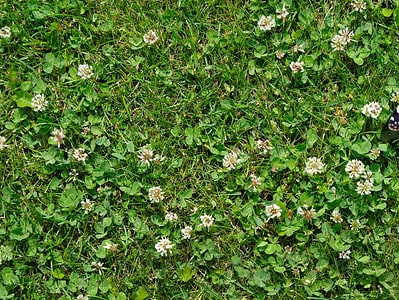 A 8 Effective Ways to Eliminate Those Painful Stickers From Your Lawn