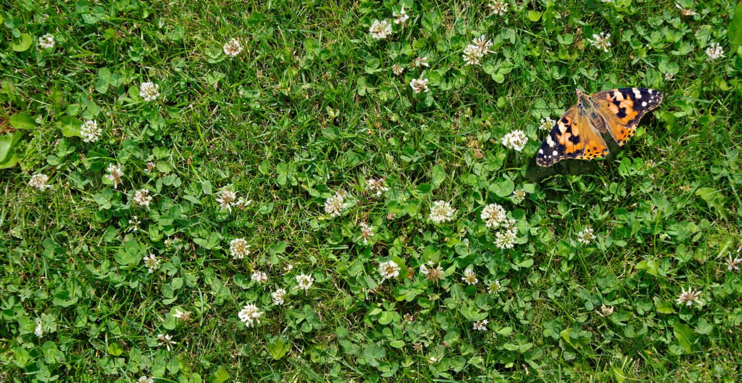 grass clover texture background. top view. butterfly painted lady sitting on a clover lawn