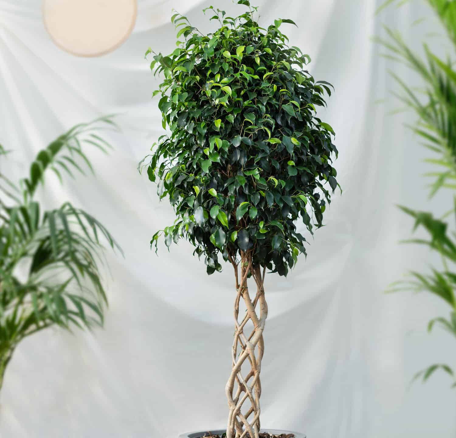 Weeping Fig, Ficus Benjamina, cutout big size houseplant with white background