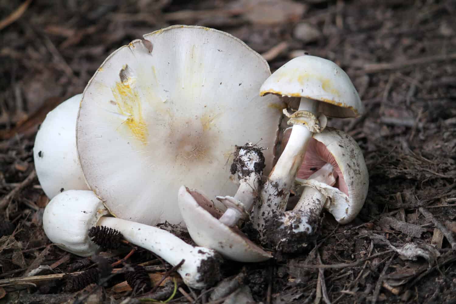 Agaricus xanthodermus or Yellow-staining mushroom. July, Belarus