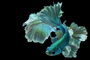 Dreaming of Fish: Discover the Spiritual Meaning and Interpretation Picture